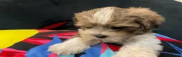 Mixed Breed dogs for sale: LeeLee - Ad 10