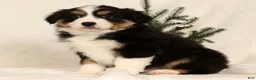Miniature Australian Shepherd dogs for sale: Turbo - Ad 2