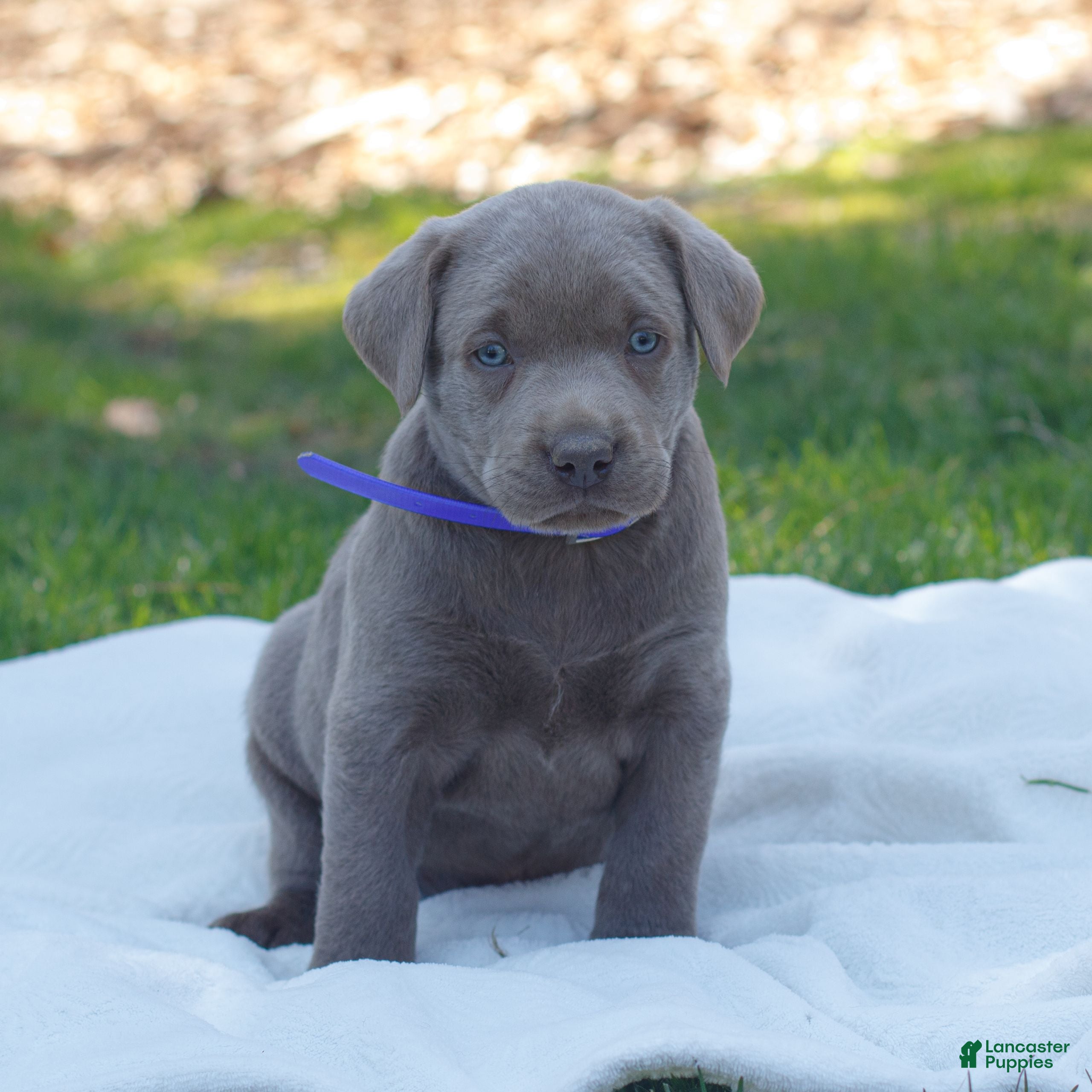 Labrador Retriever dogs Remington  - Ad 2