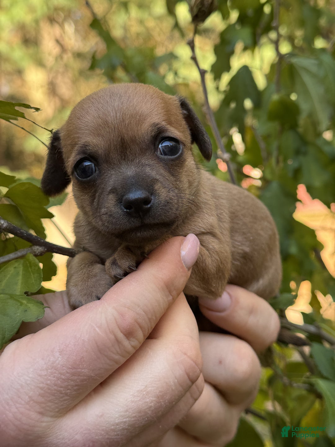 Chihuahua Puppies for sale in Corning, New York Lancaster Puppies