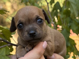 Chihuahua dogs - Ad 4