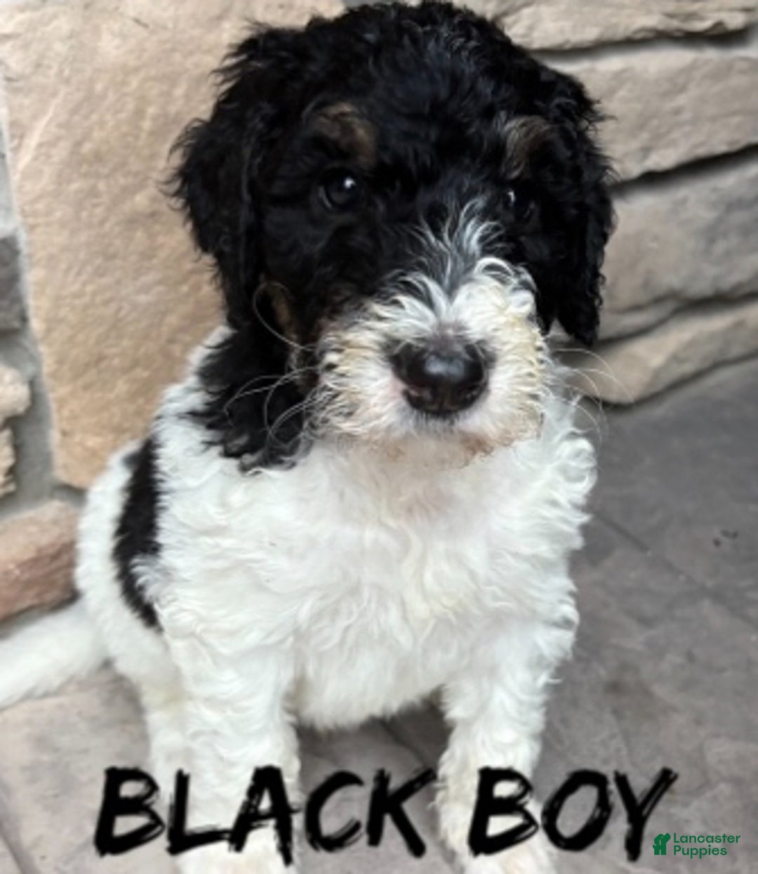 Bernedoodle dogs for sale: Blue boy - Ad 4