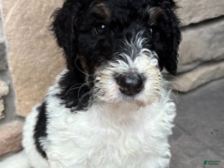 Bernedoodle dogs - Ad 41