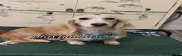 Miniature Dachshund dogs for sale: Adult Long Haired Cream Piebald Female - Ad 4