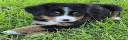 Bernese Mountain Dog dogs for sale: Heidi  - Ad 3