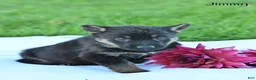 German Shepherd dogs for sale: Jimmy - Ad 3