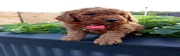 Mini Goldendoodle dogs for sale: Cole F1b - Ad 7