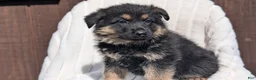 German Shepherd dogs for sale: Zion - Ad 5