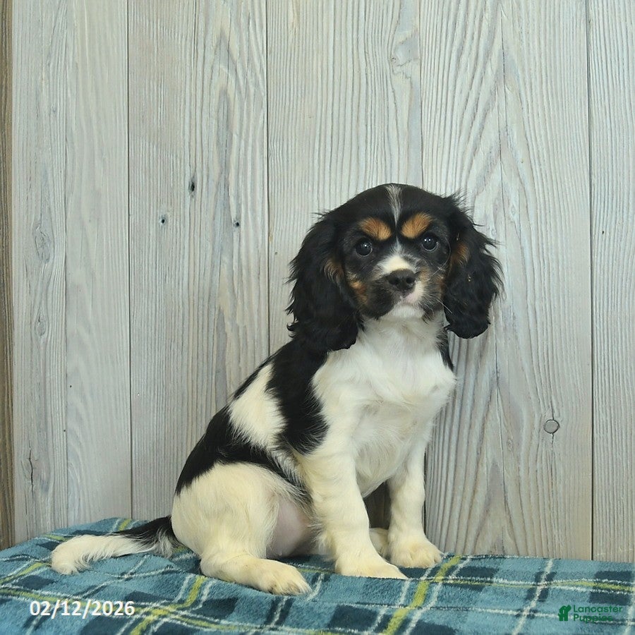 Cavalier King Charles Spaniel dogs Brook  - Ad 2
