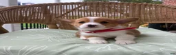 Welsh Corgi Pembroke dogs for sale: Buddy - Ad 5
