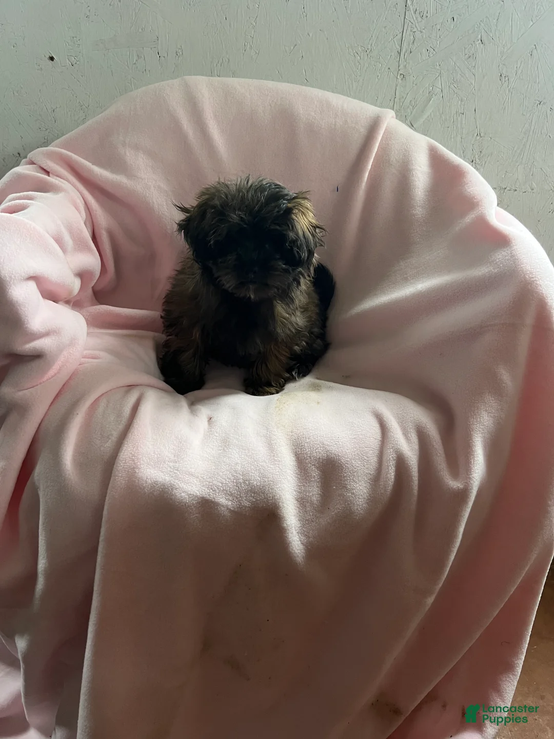 Shihpoo dogs for sale: Connie Girl - Ad 6