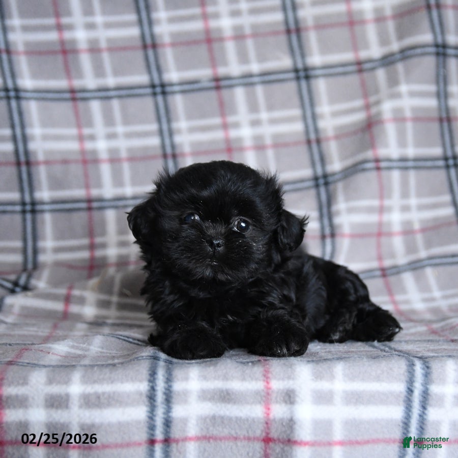 Shih Tzu dogs Keirra - Ad 1