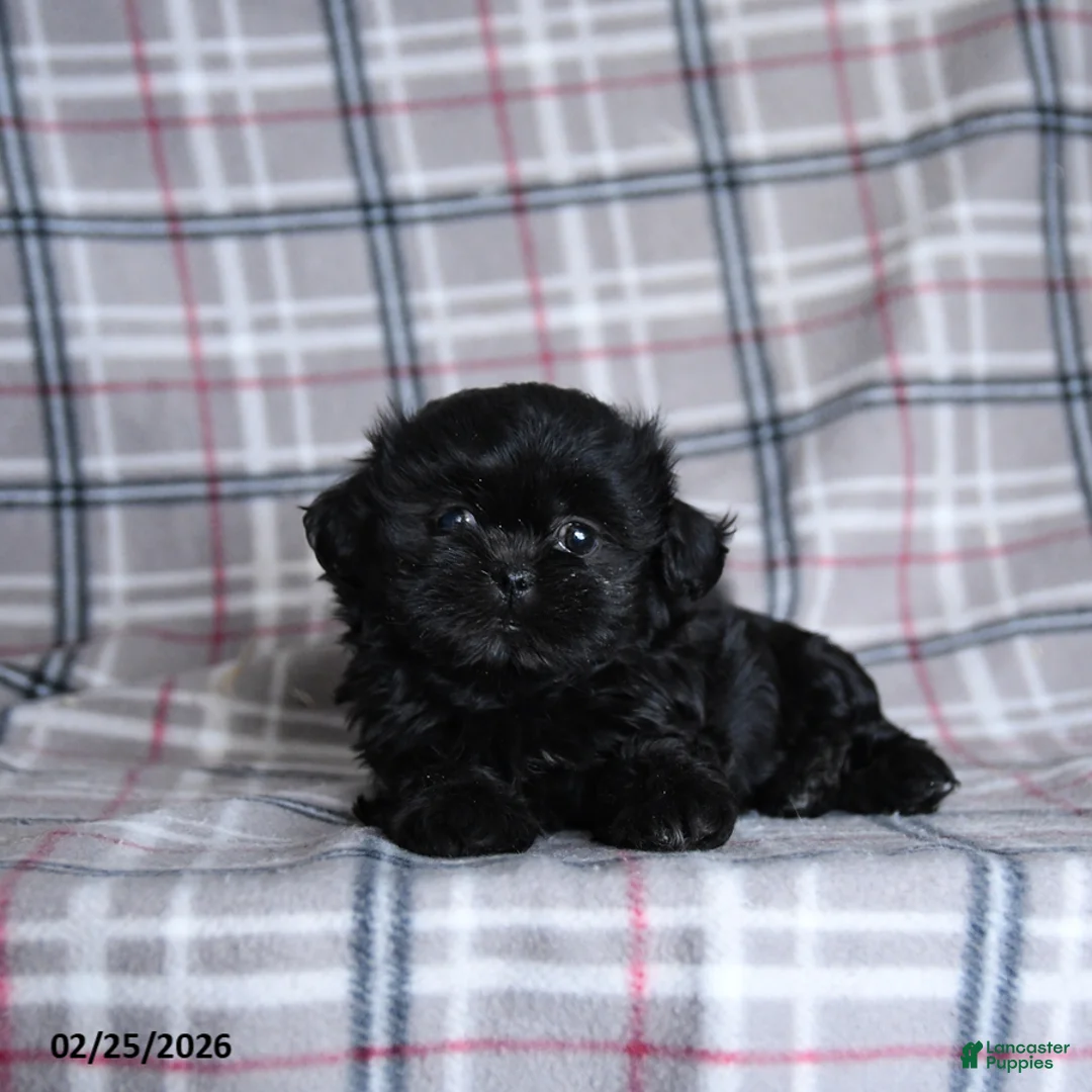 Shih Tzu dogs for sale: Keirra - Ad 1