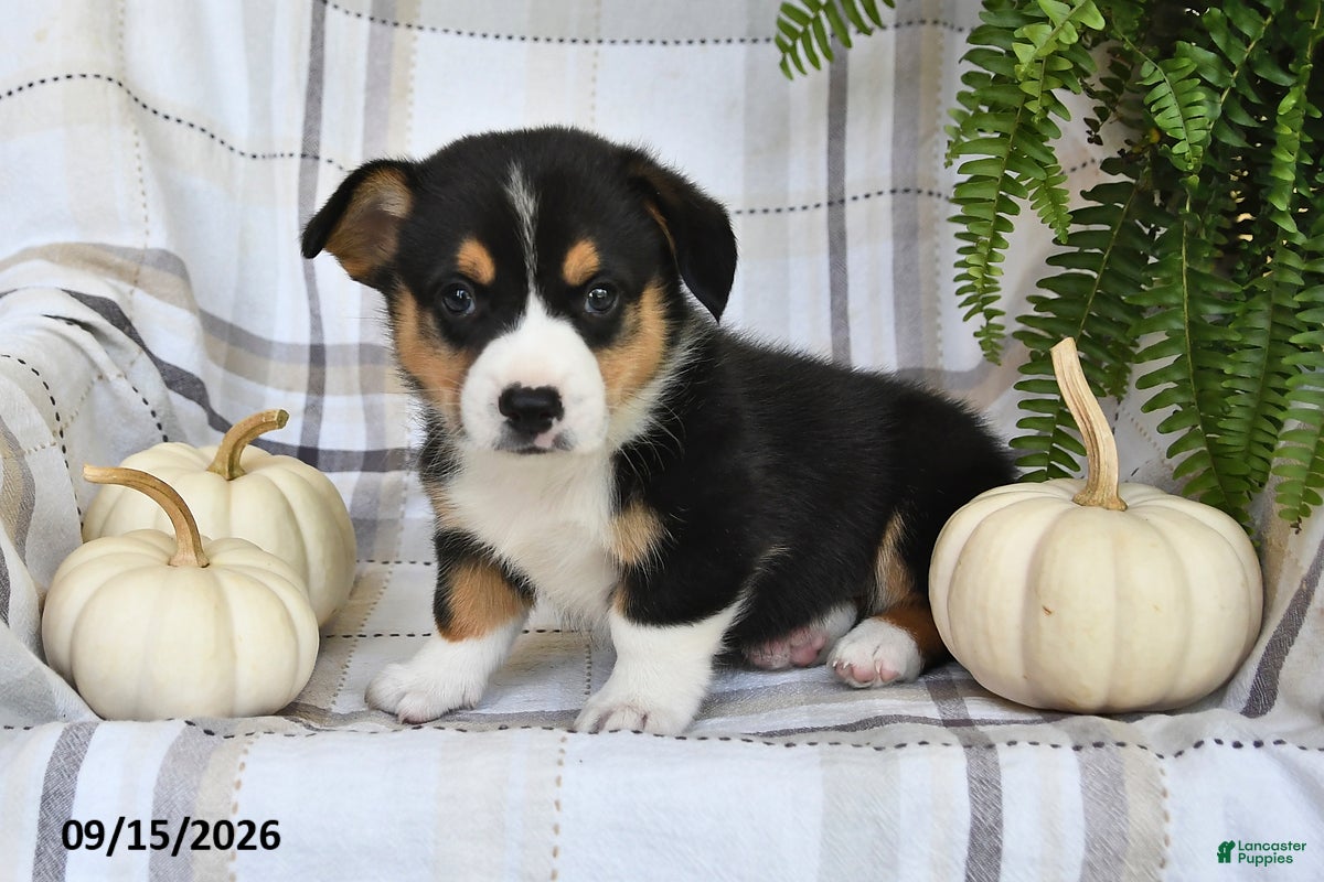 Welsh Corgi Pembroke dogs Echo - Ad 2