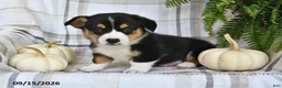 Welsh Corgi Pembroke dogs for sale: Echo - Ad 2