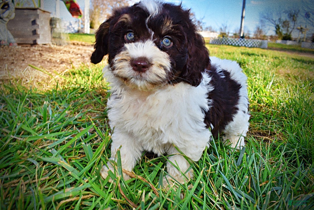 Havapoo dogs for sale: Presley - Ad 11