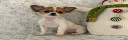 Chihuahua dogs for sale: Sweetpea - Ad 3