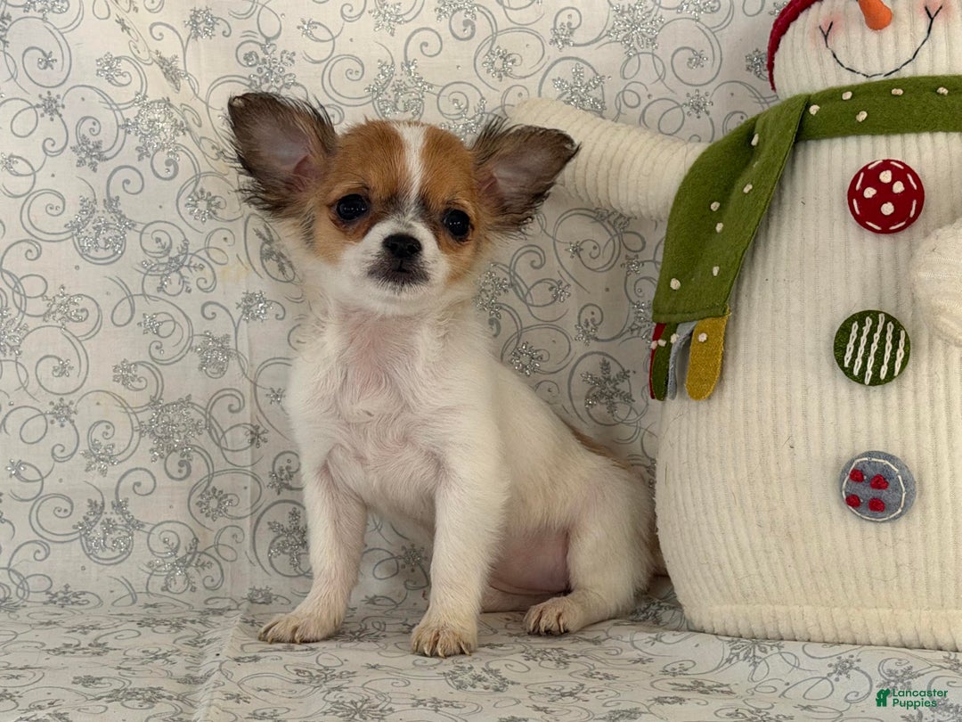 Chihuahua dogs for sale: Sweetpea - Ad 3