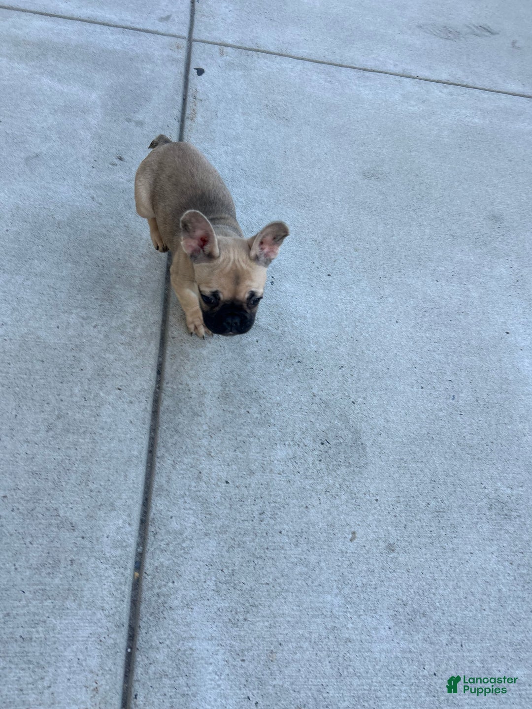 French Bulldog dogs for sale: Lola - Ad 8