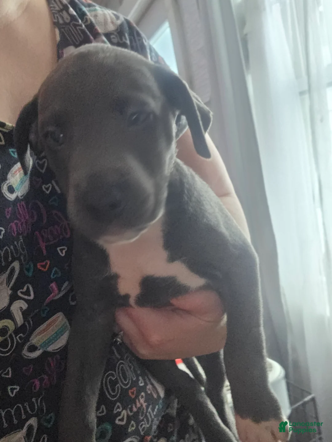 Mixed Breed dogs for sale: Trouble - Ad 1