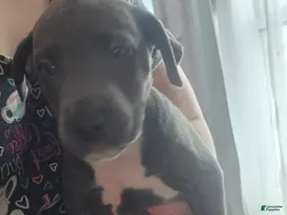 Mixed Breed dogs Trouble - Ad 23