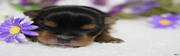 Yorkshire Terrier dogs for sale: Penny  - Ad 11