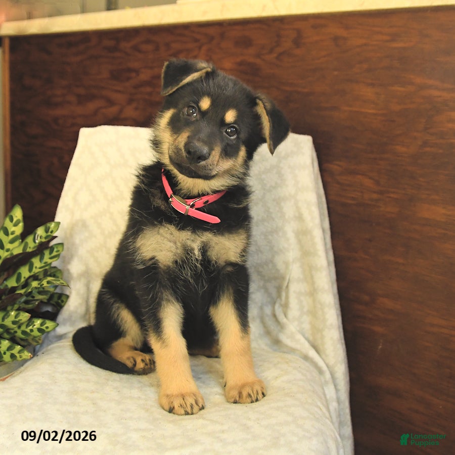German Shepherd dogs Maddy - Ad 1