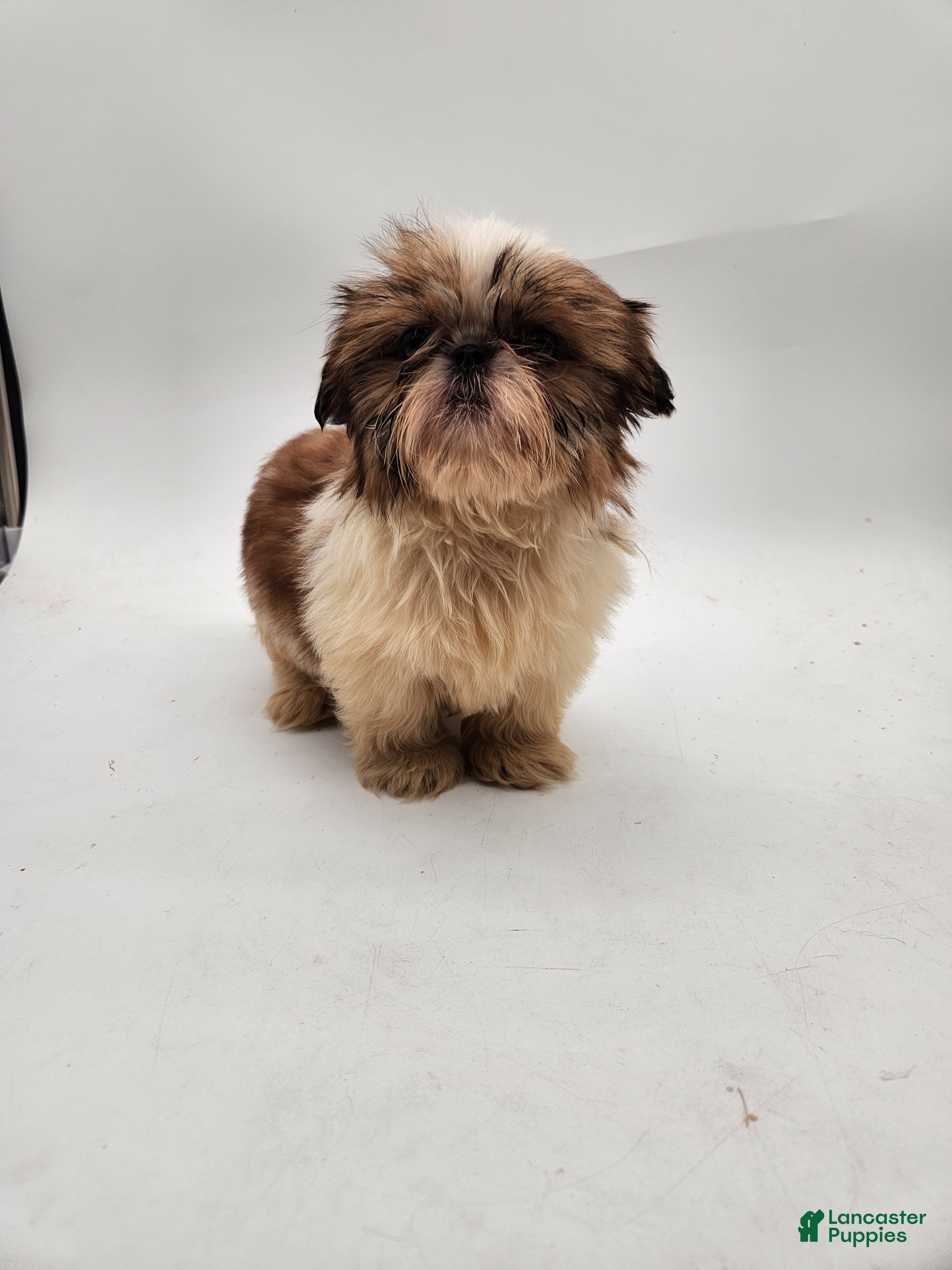 Shih Tzu dogs Bella - Ad 2