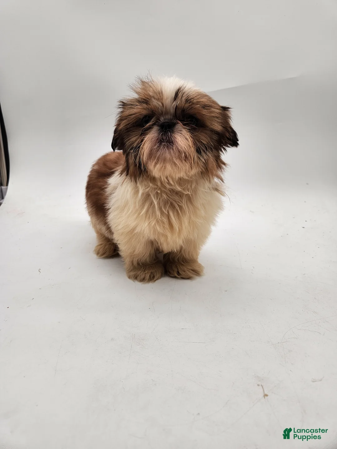 Shih Tzu dogs for sale: Bella - Ad 2