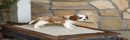 Cavalier King Charles Spaniel dogs for sale: AKC Kaden - Ad 4