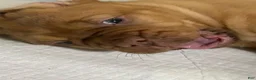Dogue De Bordeaux dogs for sale: Dogue De Bordeaux 3 - Ad 3