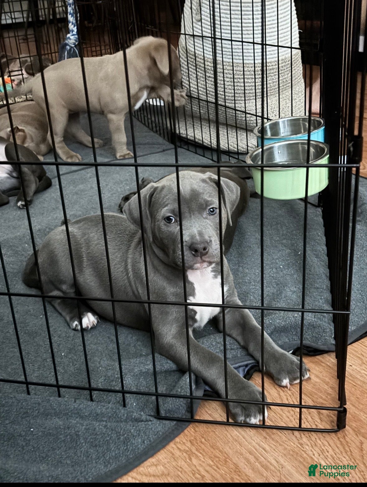 Mixed Breed dogs Josephine - Ad 2