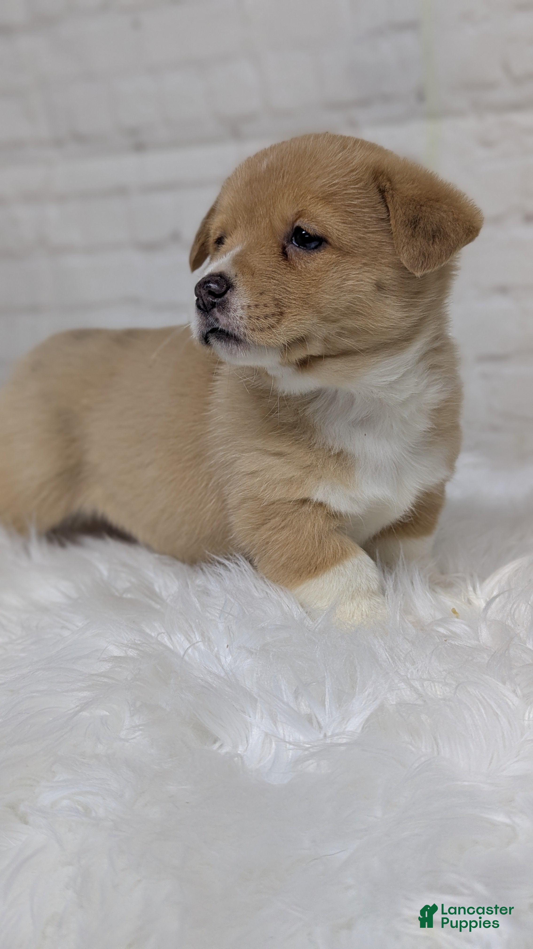 Welsh Corgi Pembroke dogs Gracie  - Ad 2