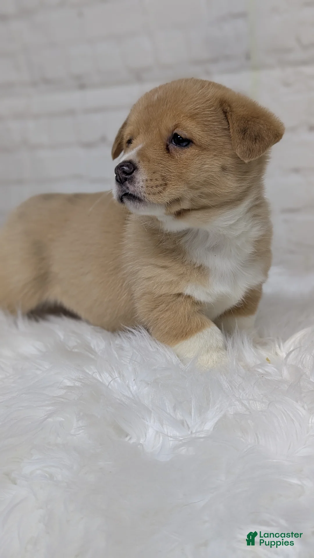 Welsh Corgi Pembroke dogs for sale: Gracie  - Ad 2