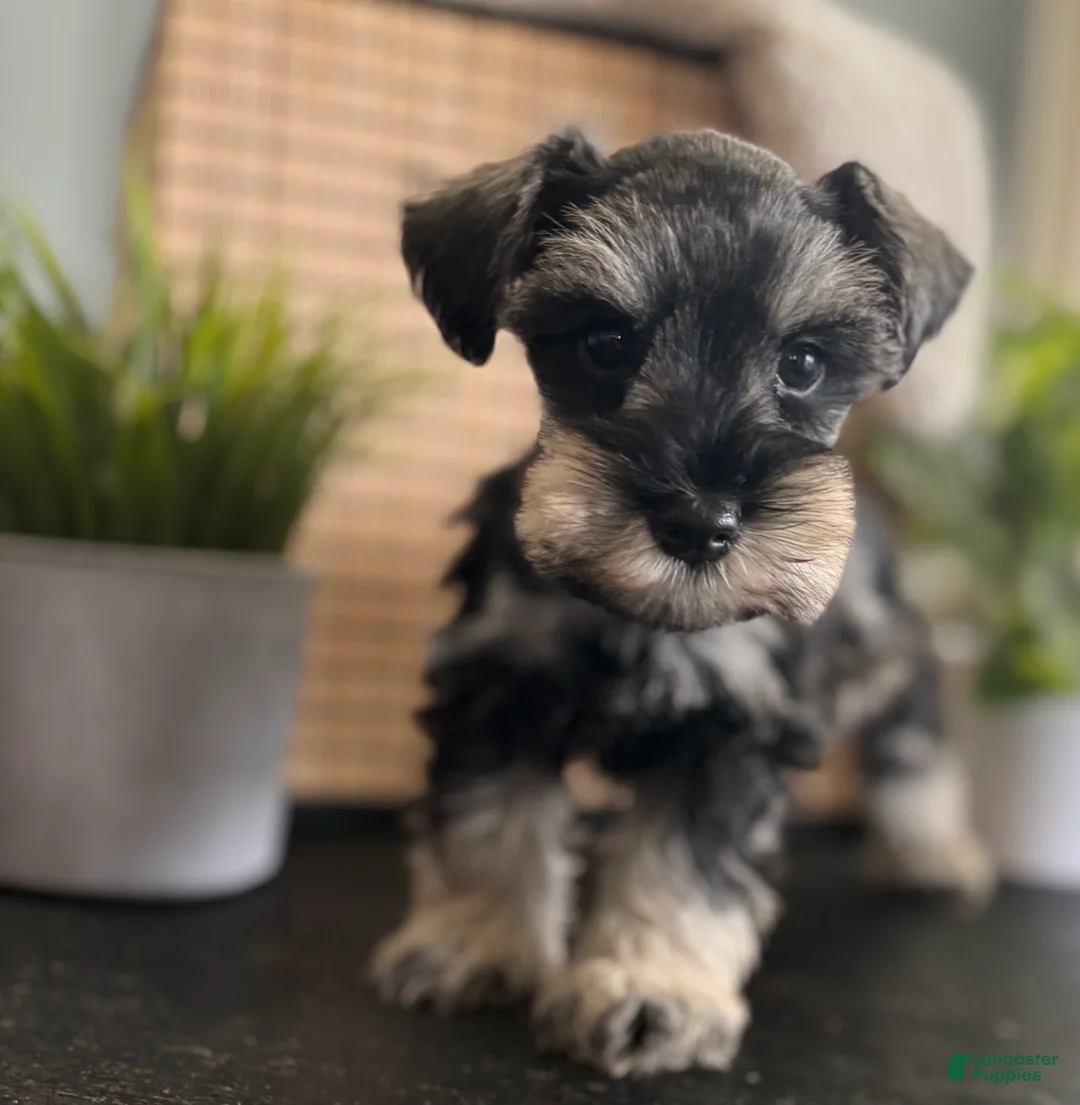 Miniature Schnauzer dogs for sale: Max - Ad 1