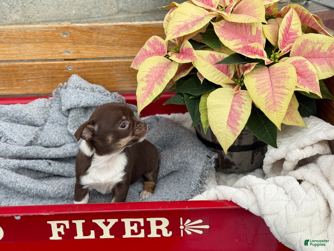 Chihuahua dogs for sale: Cozy - Ad 9