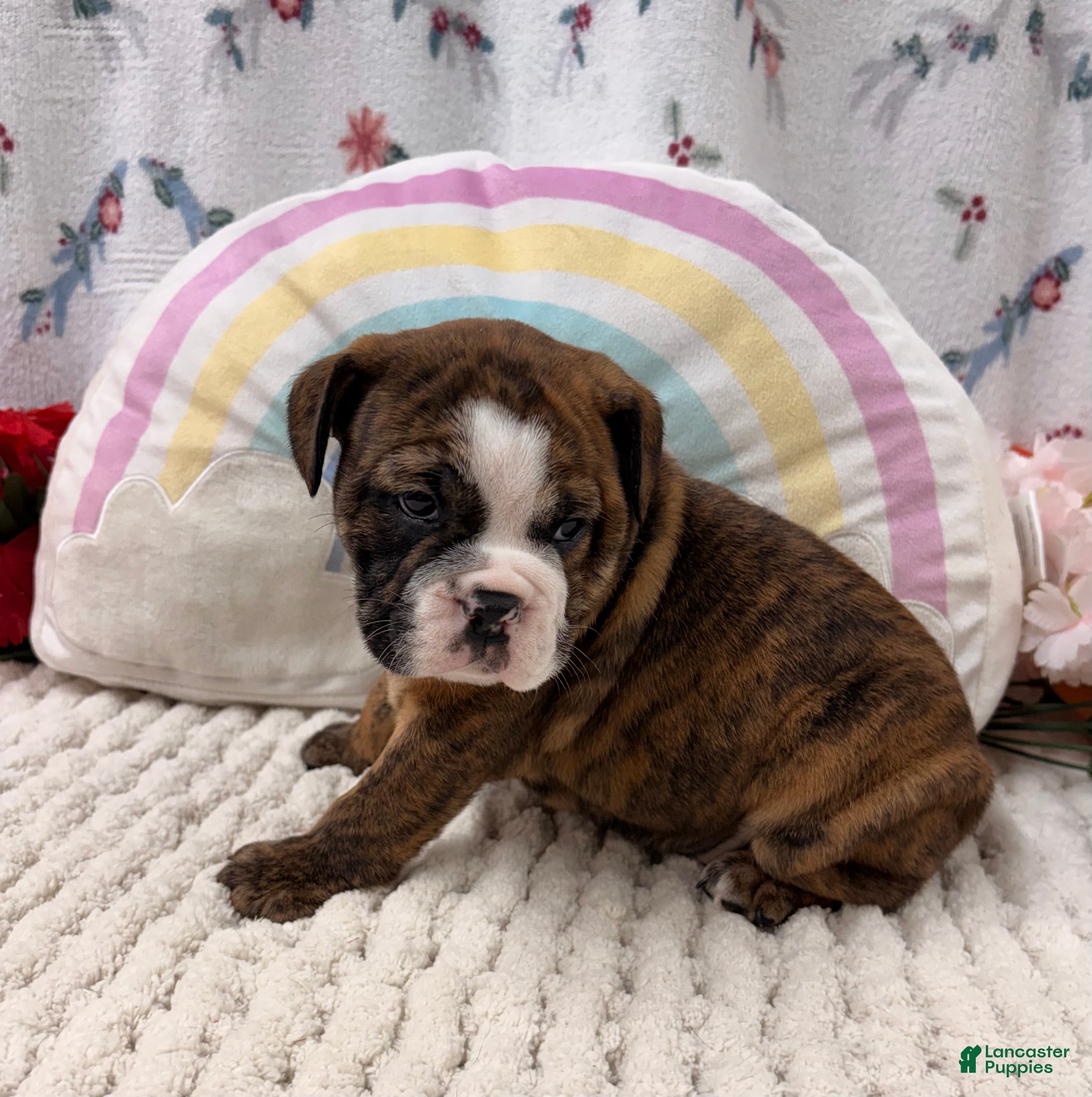 English Bulldog dogs Layla  - Ad 2