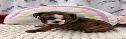 English Bulldog dogs for sale: Layla  - Ad 2