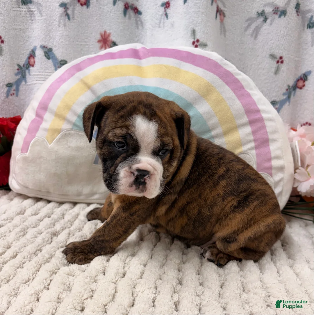 English Bulldog dogs for sale: Layla  - Ad 2