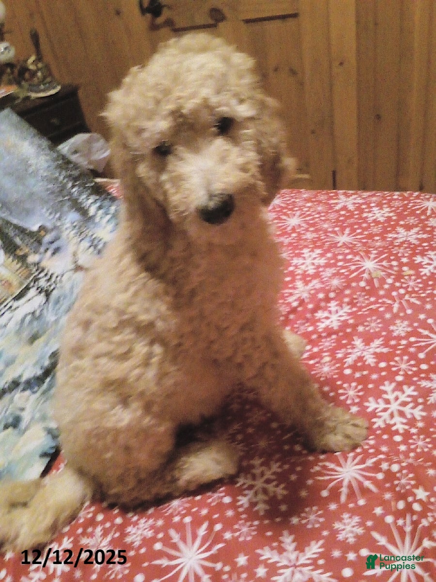 Goldendoodle dogs Roxy - Ad 14