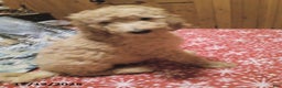 Goldendoodle dogs for sale: Roxy - Ad 1