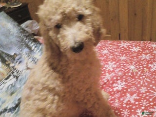 Goldendoodle dogs Roxy - Ad 34