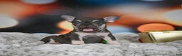 French Bulldog dogs for sale: Crystal - Ad 3