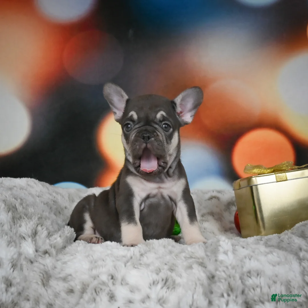 French Bulldog dogs for sale: Crystal - Ad 3