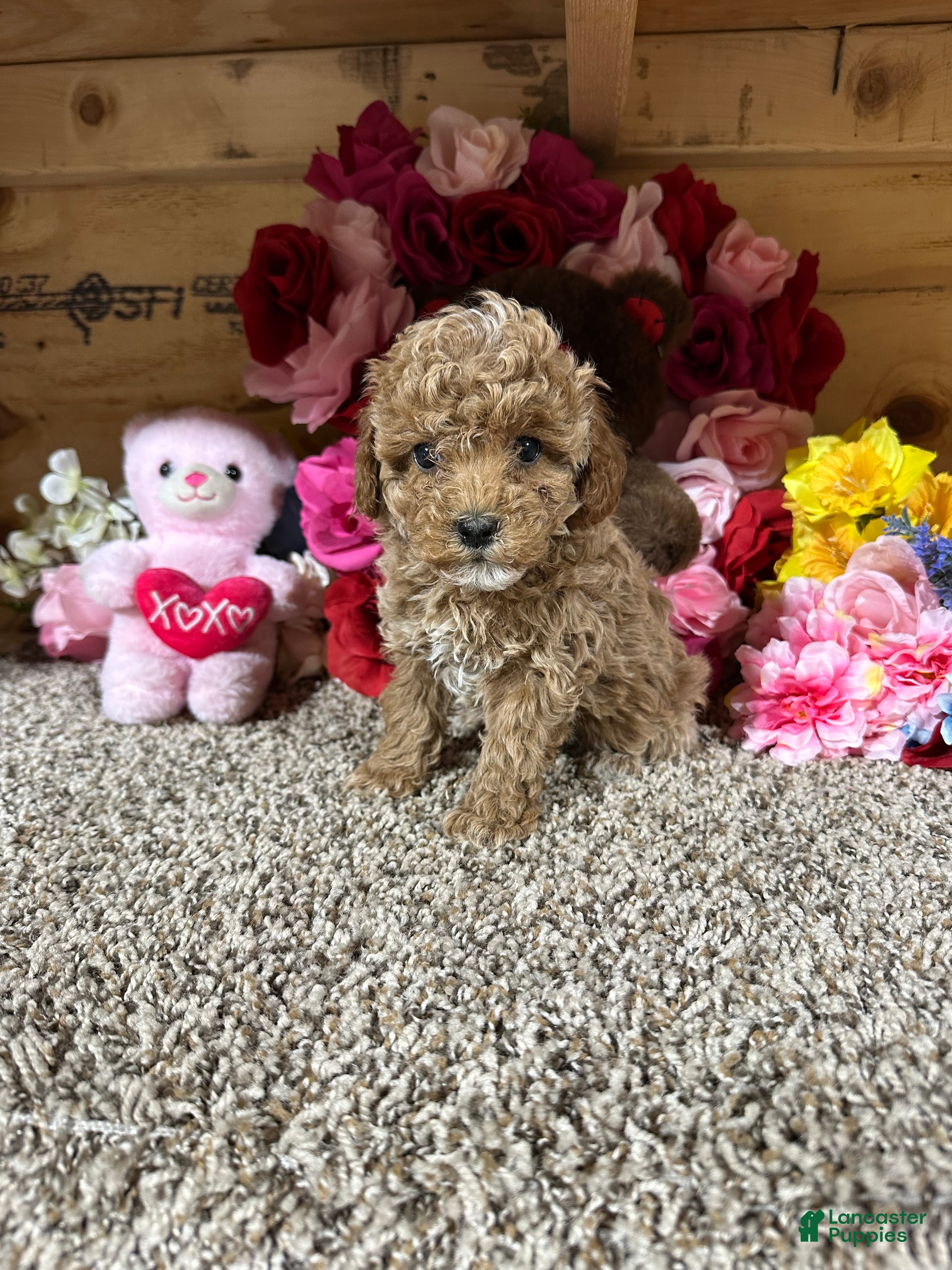 Toy Poodle dogs Toy Poodle Puppy 4 - Ad 1