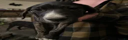 Mixed Breed dogs for sale: Scar - Ad 2