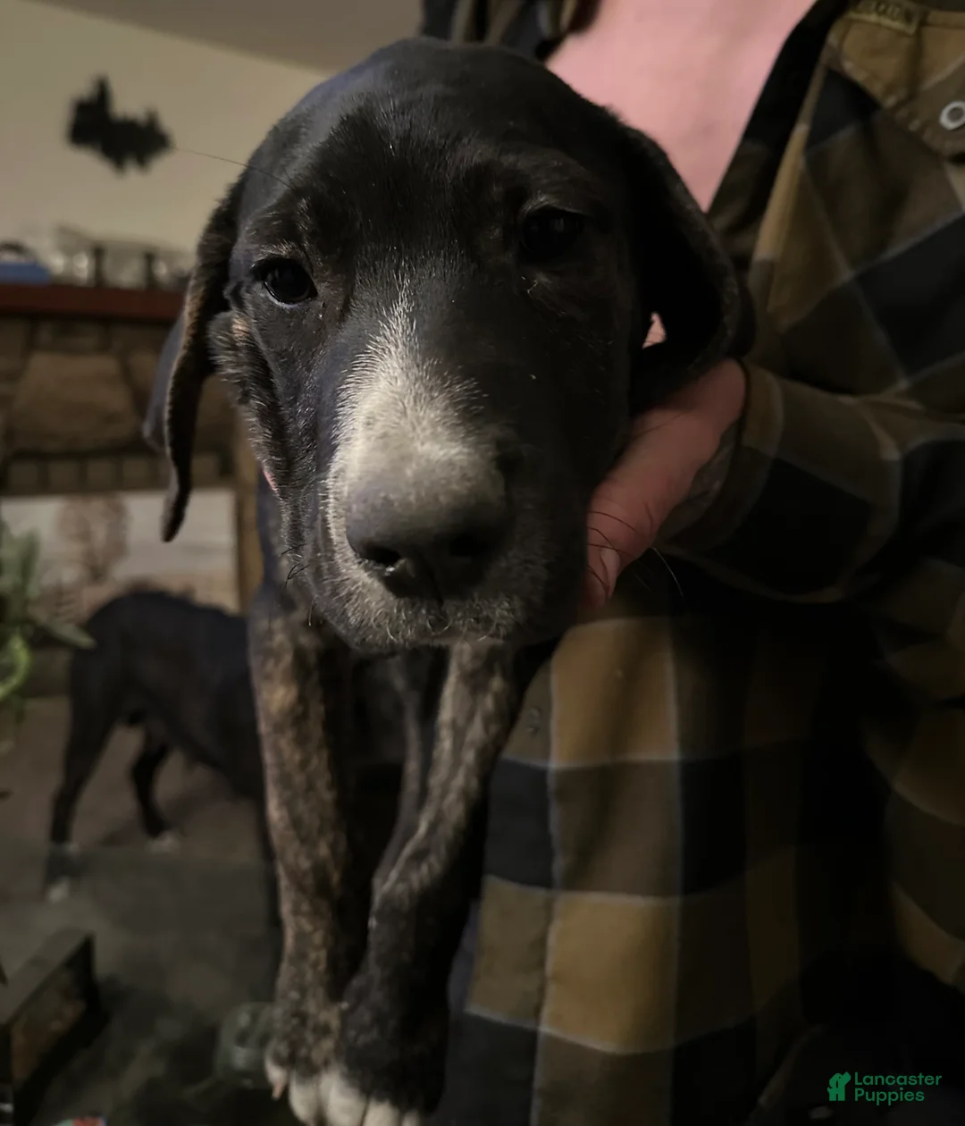 Mixed Breed dogs for sale: Scar - Ad 2