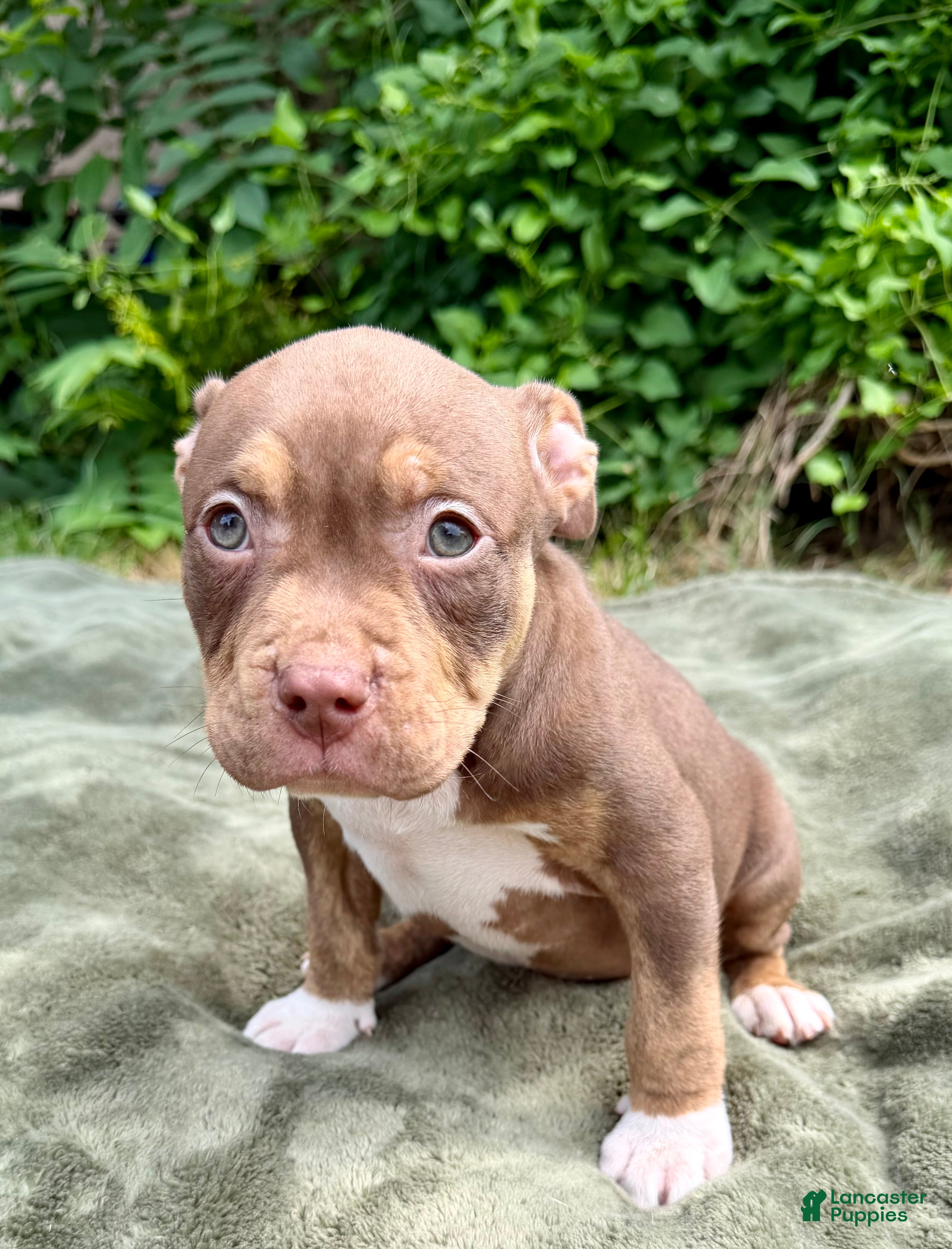 American Bully dogs Toby - Ad 2