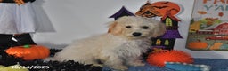Bichpoo dogs for sale: Cinderella - Ad 7