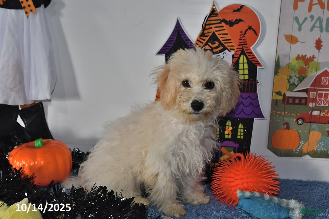 Bichpoo dogs for sale: Cinderella - Ad 7